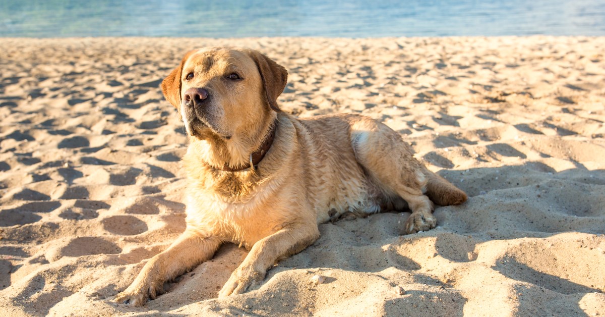 Do Dogs Need Sunscreen?